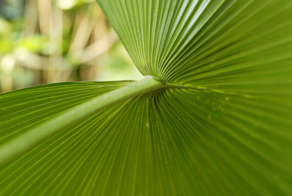palm sunday